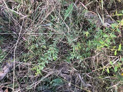 Grevillea quadricauda