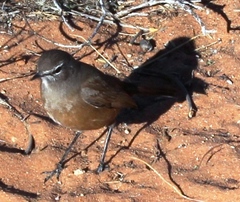 Cercotrichas coryphoeus