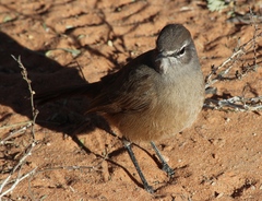 Cercotrichas coryphoeus