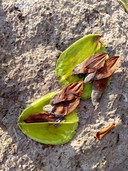 Semialarium mexicanum