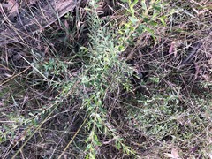 Grevillea quadricauda