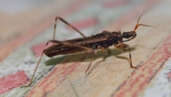 Oncocephalus annulipes