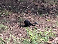 Turdus merula
