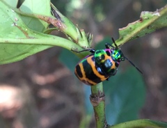 Chrysocoris fascialis
