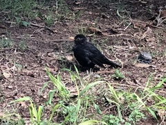 Turdus merula