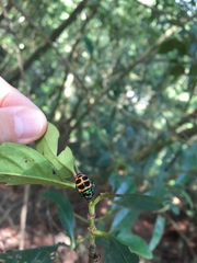 Chrysocoris fascialis