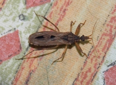 Oncocephalus annulipes