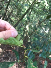 Chrysocoris fascialis