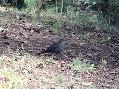 Turdus merula