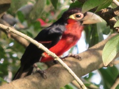 Lybius bidentatus
