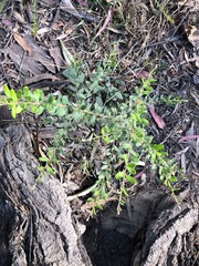 Grevillea quadricauda