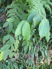 Callicarpa pedunculata