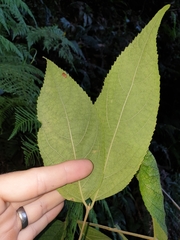 Callicarpa pedunculata