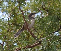 Apalis thoracica capensis
