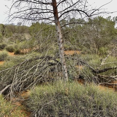 Codonocarpus cotinifolius