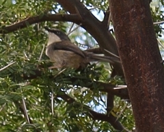 Apalis thoracica capensis