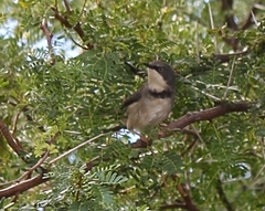 Apalis thoracica capensis