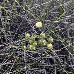 Codonocarpus cotinifolius