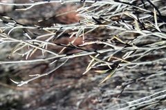 Calobota linearifolia