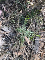 Grevillea quadricauda