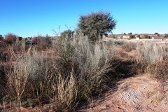 Calobota linearifolia