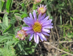 Aster amellus bessarabicus