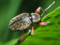 Dodecastichus geniculatus