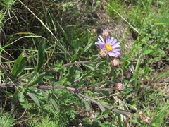 Aster amellus bessarabicus