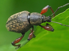Dodecastichus geniculatus