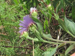 Aster amellus bessarabicus