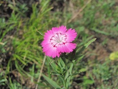 Dianthus caucaseus