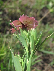 Dianthus caucaseus