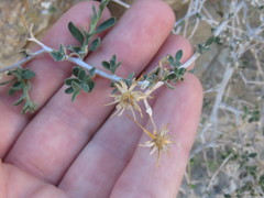 Brickellia frutescens