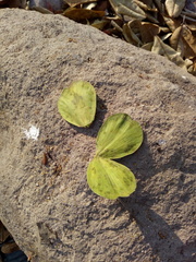 Semialarium mexicanum