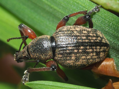 Dodecastichus geniculatus
