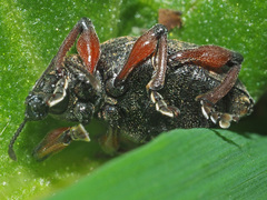Dodecastichus geniculatus