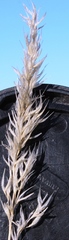 Centropodia glauca