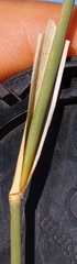 Centropodia glauca