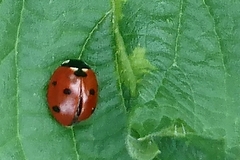 Coccinella septempunctata