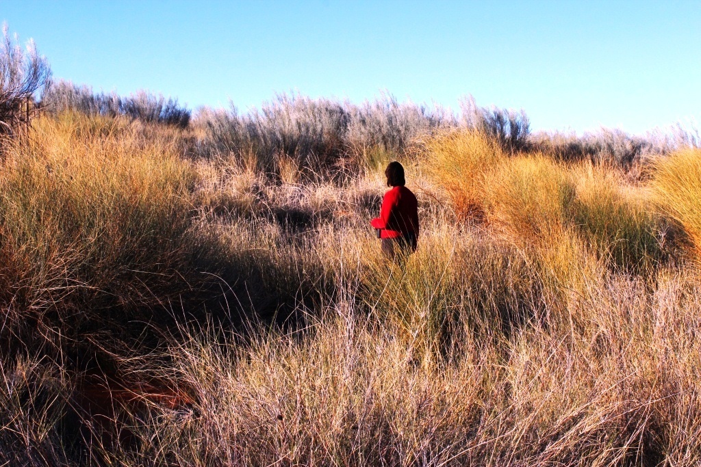 Kalahari Dune Grass