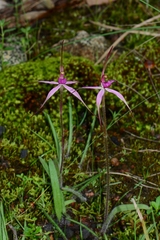 Caladenia rosella