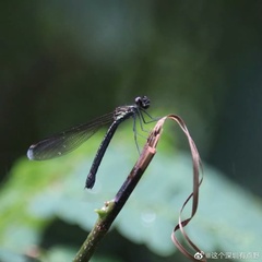 Heliocypha perforata