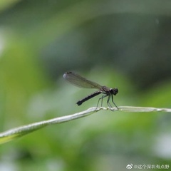 Heliocypha perforata