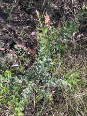 Grevillea quadricauda