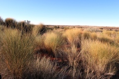 Crotalaria spartioides