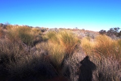 Crotalaria spartioides