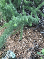 Asparagus juniperoides
