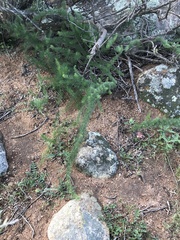 Asparagus juniperoides