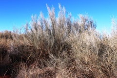 Calobota linearifolia
