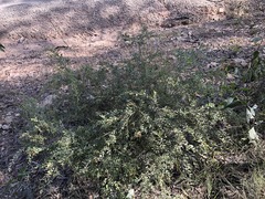 Grevillea quadricauda